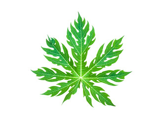 Leaves of papaya tree, dark green, white background