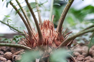 Naklejka na ściany i meble houseplant palm root at flower pot closeup. brown palm trunk. selective focus.