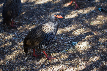 Red-necked Spurfowl bird