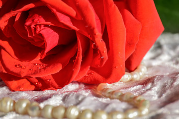 Red rose on white velvet. Rosebud closeup. Valentine's day gift. Dew drops on flower petals.
