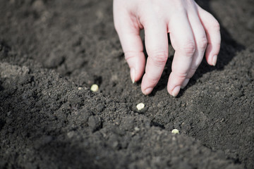 A fragment of a farmer's woman's hand that plants pea seeds in a furrow in early spring in the field. Planting peas. Horizontal photography