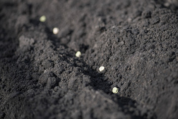 Close-up furrow in the garden with pea seeds. Macro horizontal photo.