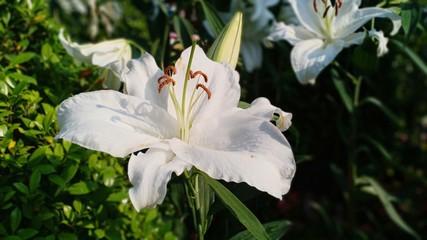 Obraz premium Lilly flowers blooming volume 58555⅝