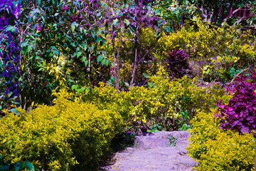 Colorful garden in Sikkim, India 