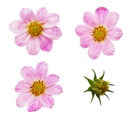 Set of pink cosmos flowers