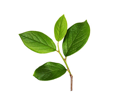 Fototapeta Fresh branch with green leaves