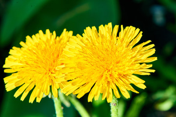 Spring nature in Russia