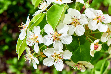 Spring nature in Russia