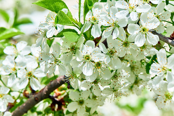 Spring nature in Russia