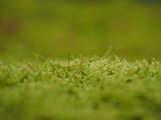 雨の日の苔庭