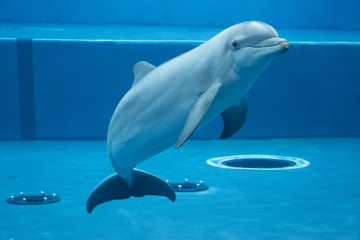 The dolphin in the aquarium © Tiberio