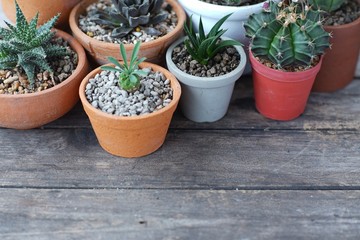 Fototapeta na wymiar Group of little cactus pot plants on wooden table background, succulent concept, copy space
