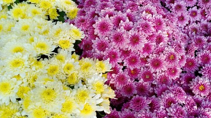 Chrysanthemum flowers blooming volume 88555