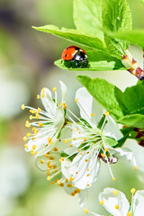 Spring nature in Russia