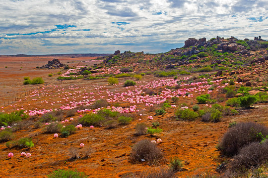 Landscape of flowers and small hills Northern Cape