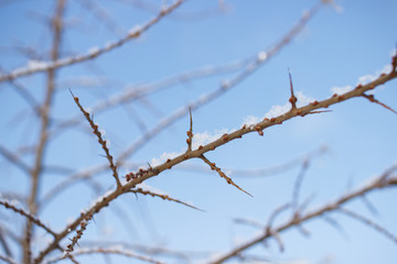 Thin bare branches of trees covered with snow against a clear blue winter sky