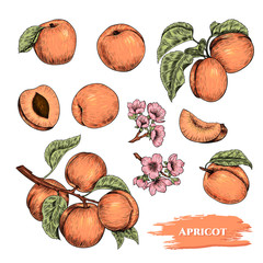 Vector apricots hand drawn sketch with flowers.  Sketch vector  food illustration. Vintage style