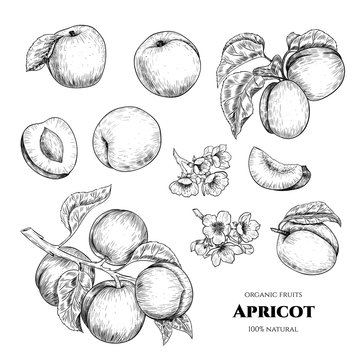 Vector apricots hand drawn sketch with flowers.  Sketch vector  food illustration. Vintage style