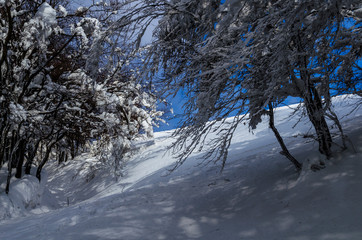 las zimą Bieszczady
