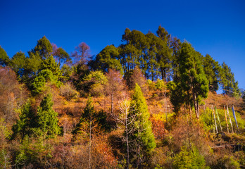 Colorful trees and plants on a hill side