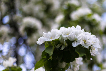 White flowers of apple in spring