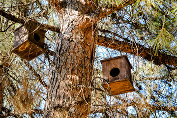 Bird Nest