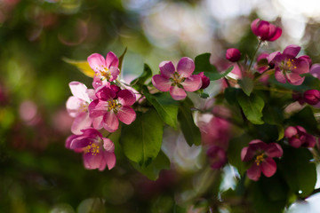 Pink flowers of apple in spring