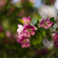 Obraz na płótnie Canvas Pink flowers of apple in spring
