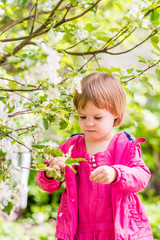 Todler pulls the petals from the flowers of the apple tree. Springtime in the countryside. Vertical orientation.