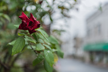 街角の濡れたバラ