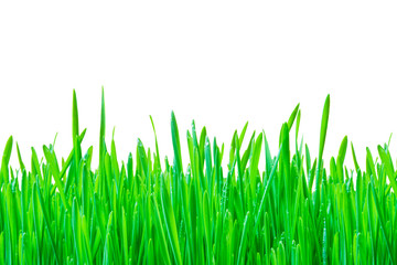 Fresh spring green grass isolated on white background