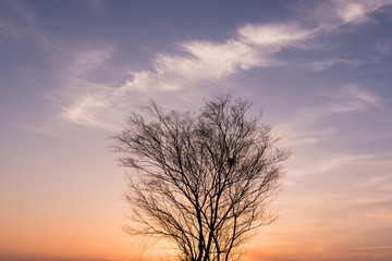枯れた木のある夕景
