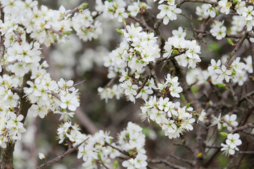Blossoming trees in spring season	
