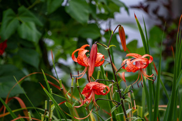 Red lilies in the garden