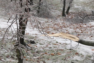 Broken tree trunk and branches due to the weight of the ice after freezing rain