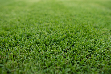 Low angle Lush green lawn backgound
