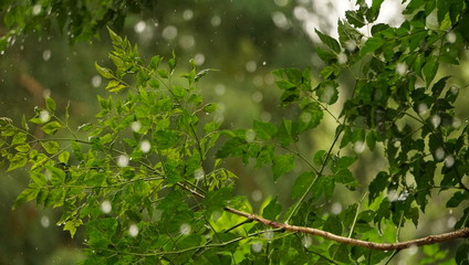 green leaves with rain
