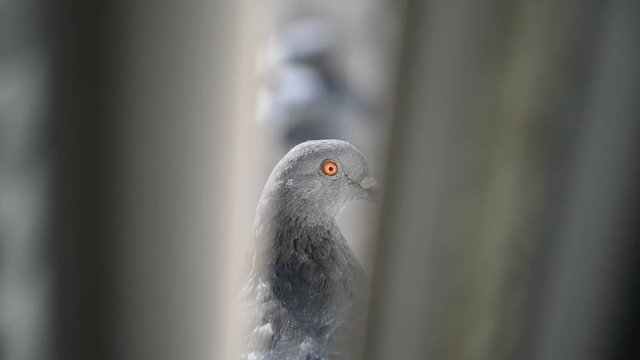 City pigeon sitting on a window. Selective focus.