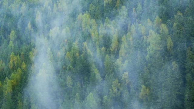 Mist Rises and Drifts over Temperate Rainforests of Carpathian Mountains