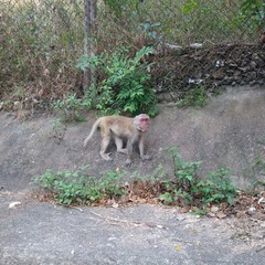Rhesus Macaque (Macaca Mulatta) living in Hong Kong Shing Mun Country Parks