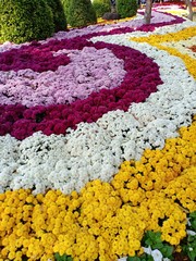 Fototapeta na wymiar Chrysanthemum flowers blooming volume 98558