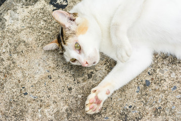 thai asia Cat on floor