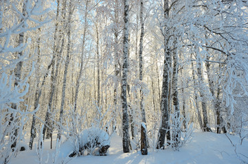 winter forest, Russia