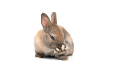 Little cute rabbit on white background.