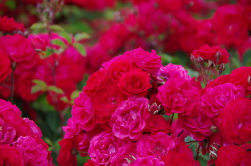 Rosa Eutin