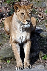 Fototapeta na wymiar Asiatischer Löwe
