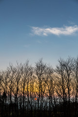 Trees Silhouetted at Sunset on Dartmoor, Devon, UK