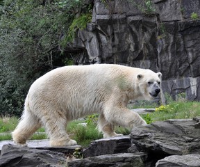 Eisbär