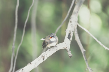 Bird (Malaysian Pied Fantail) in a nature wild