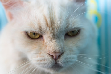 Cat sitting and looking at something when travel